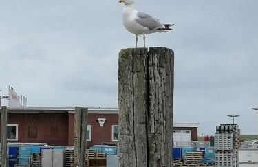 Mien Leevsten - Photo 6