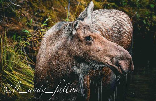 Northern Lights Log House w/ Sauna - Foto 40