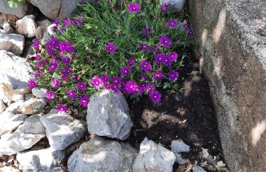 Apartmani Darko - Foto 23