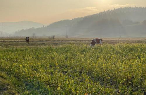 U Ewy pod Brzozami - Foto 57