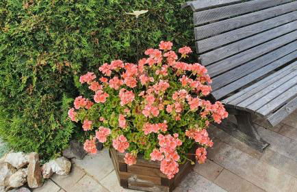 Monis gemütliche Ferienwohnungen - Foto 16