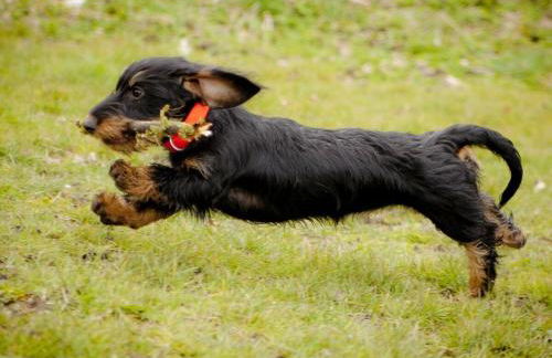 Ferienwohnung Smilla - Foto 13