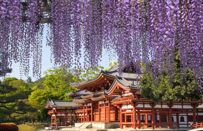 Excursion à Nara et Uji - Photo 4