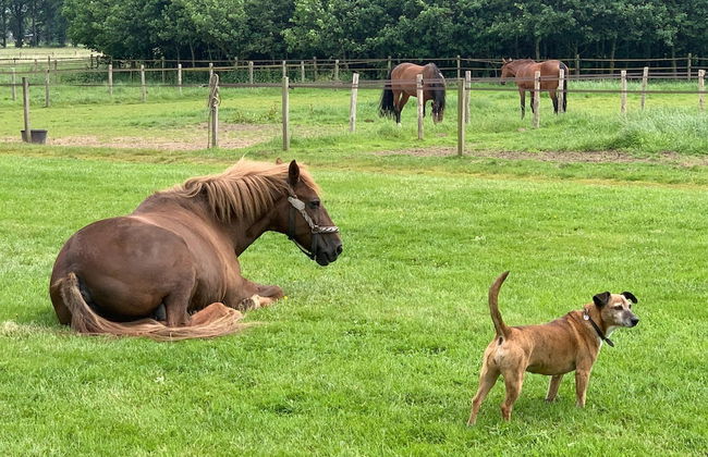 Holiday Home Montferland Near Huis Bergh Castle - Photo 32