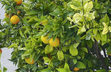 Al de Burada Apartamentos - Foto 21