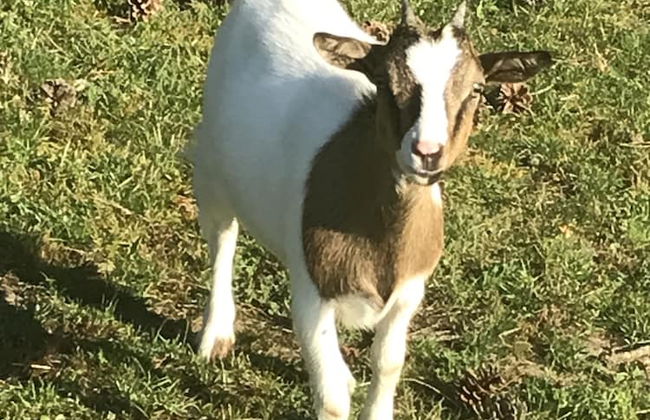 Les Gîtes de Petrocoriis - Foto 66