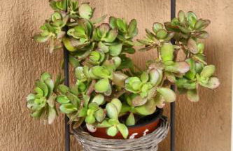 Traditional Villa Mandola - Foto 18