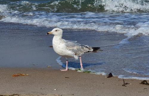 AnkerZeit - Wellnesswohnung in Damp - Foto 38