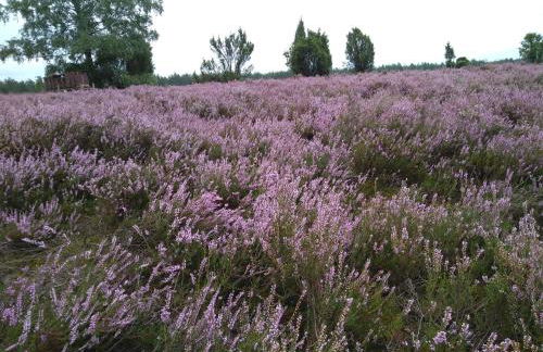 Haus am See - Photo 7