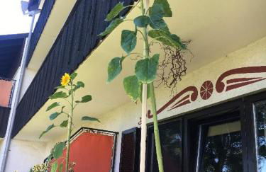 Ferienwohnung Hani - Foto 8