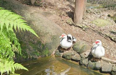 100mts beach Ribeirão da Ilha c Espaço Gourmet - Foto 45