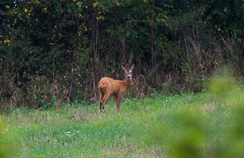 Miła Dolina - Foto 56