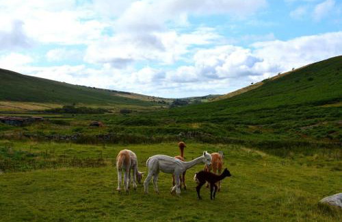 Idyllic Dartmoor Cottage - Foto 15