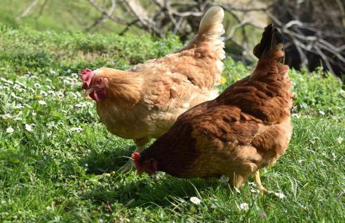 Agriturismo Le Noci - Foto 23