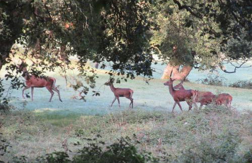 La Résidence de Lorelei - Foto 13