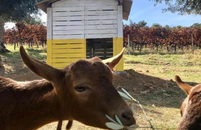 Quinta da Trombeta - Foto 25