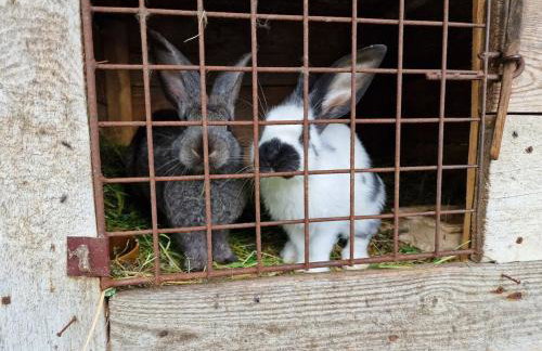 Dom wakacyjny w Lubianie - Foto 33