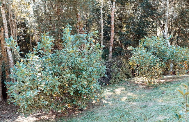 Recanto Lago Negro - Rancho Queimado - Foto 55