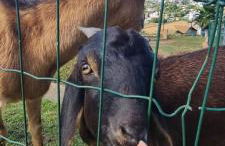 Escarpas do lago Mirante AP - Foto 39