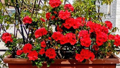 Dimora Giulia Superba - Foto 2, Garden
