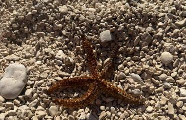 Adela Apartments - Beach Žnjan Split - Foto 31