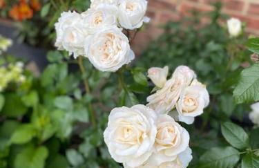 Garden flat in London - Foto 7