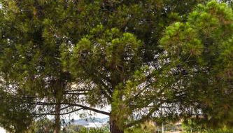 morfo's sunset - Foto 4, Garden