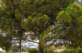 morfo's sunset - Foto 4