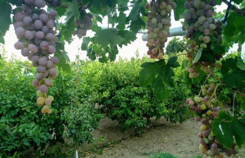 Green Garden House - Foto 22