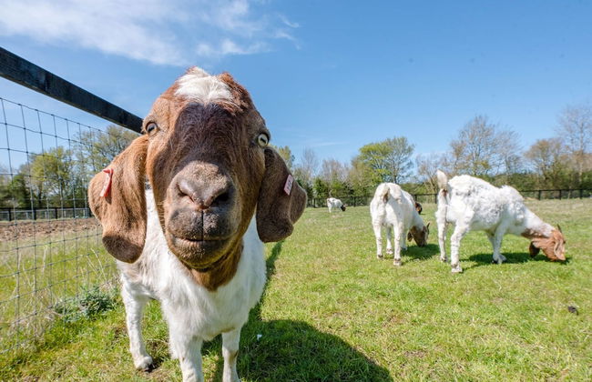Honeysuckle Farm Hut 7 - Suffolk Farm Holidays - Foto 10