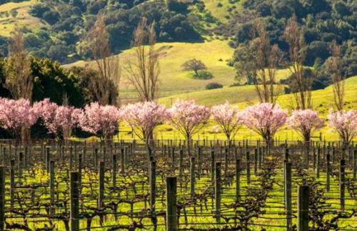 Enchanting Sonoma Wine Country Retreat 3BD2BA - Foto 17