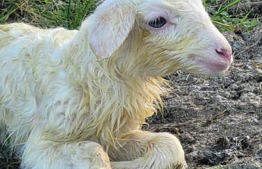 Casa Mare * Monte * Mille Stelle - Foto 34