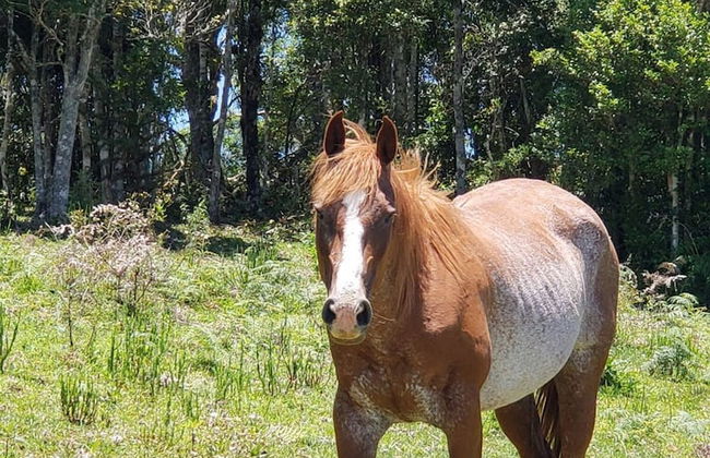 Rancho Sol Poente - Rancho Queimado - Foto 23