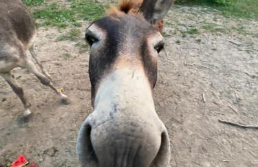 Locanda Del Molino Vecchio - Foto 75