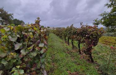 Barrocal Nature Houses - Foto 39