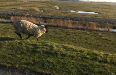 Haus Kölfhamm - Foto 13