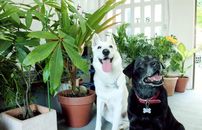 Okinawan. Sweet Home.T-8 - Foto 29