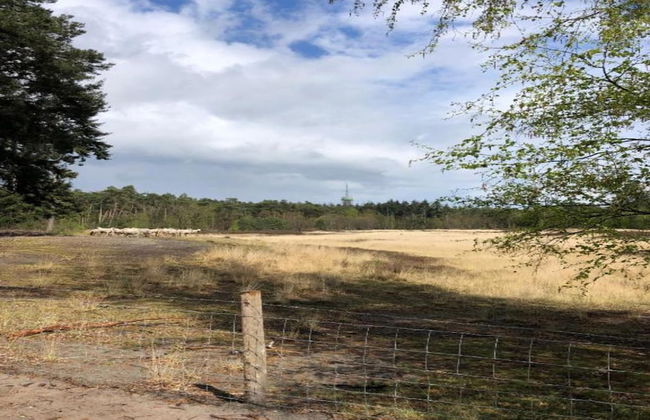 Bungalow in Bospark 't Wolfsven Near Nature - Photo 21