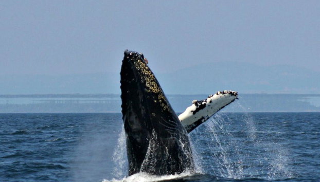 Orca Spirit Adventures Whale Watching Covered Vessel - Photo 2