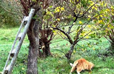 Ferienhaus am Saaler Bodden - Foto 16