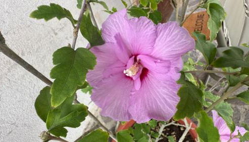 Locazione Turistica A Casa di Viola - Foto 4