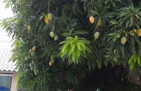 Casa Taques em Furnas próx Capítolio - Foto 31