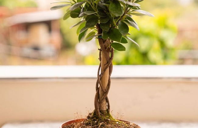 Estell s Sweet Luxury House - Photo 24