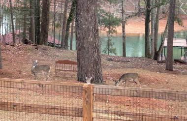 Lake Lanier Retreat Dock, Views & Golf Cart - Foto 34