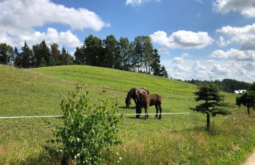 Domki Eden z Ballią - Foto 54