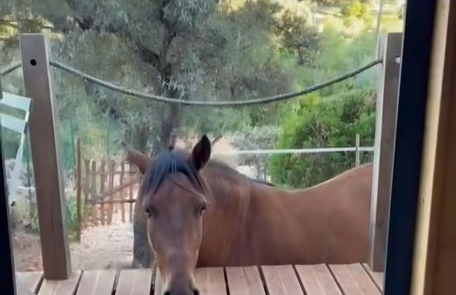 Tiny House & Horses Hébergement Atypique à Loulé - Foto 11