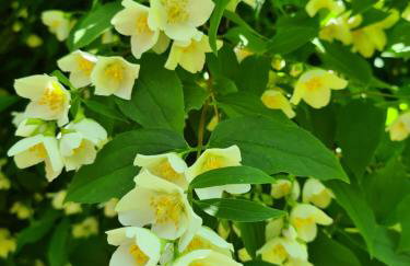 Happy Sparrow - Foto 37