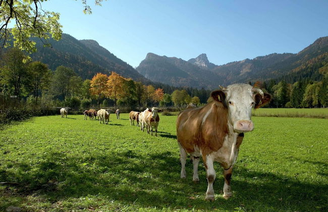 Ferienwohnung in Ruhpolding - Photo 20