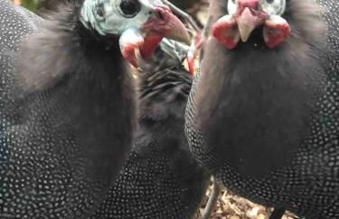 Delilah Ridge Winery Mid Mod Guesthouse - Foto 61