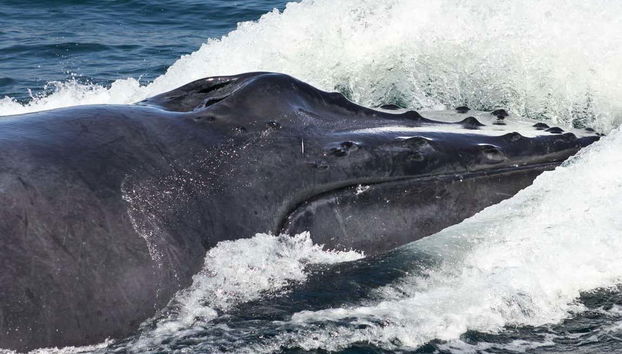 Spend the day whale watching